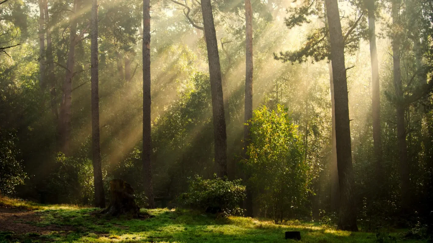 Sunlight streaming through the trees in a lush green forest