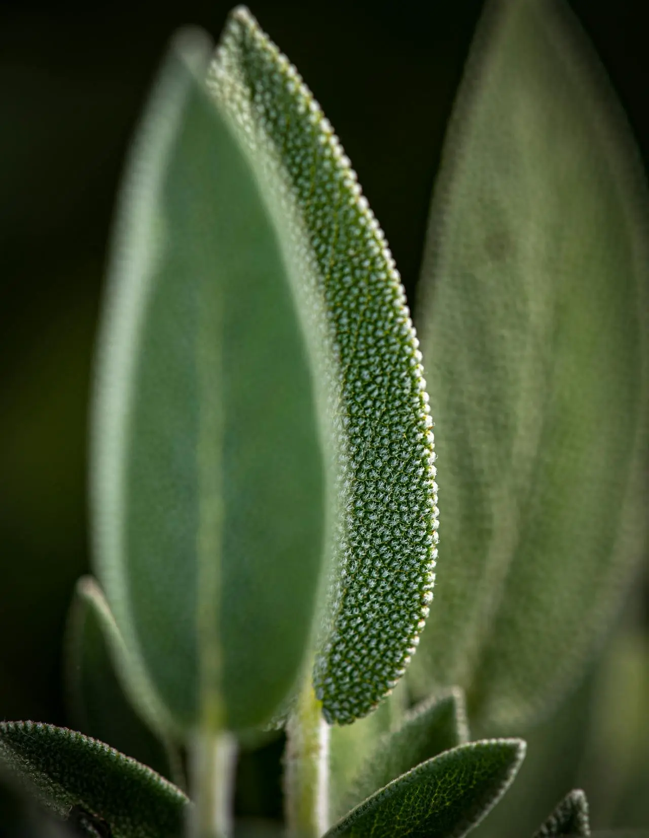 Close-up of young green salvia leaves